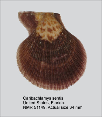 Caribachlamys sentis (1).jpg - Caribachlamys sentis(Reeve,1853)